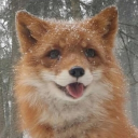 avatar Foxy