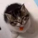 .meowlo