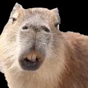 ebhoneybadger