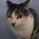 avatar ✮ ꧁༒𝚜𝚝𝚊𝚛 ༒꧂ ✮