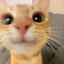 meoww._.meoww