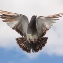 daburningpigeon