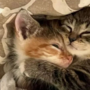 avatar ૮ • ﻌ - ა .・゜゜・