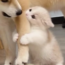 avatar ૮ • ﻌ - ა .・゜゜・