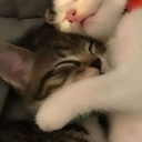 avatar ૮ • ﻌ - ა .・゜゜・