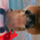 thatonehorsewhoeatshayandcollect