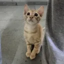 aman_and_cats