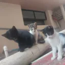 aman_and_cats