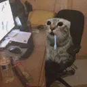 dokuyx