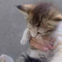 oscarkitfoxmreow