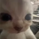 novwoops