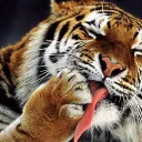 tiger8265