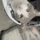 thepimik