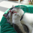 739640086852's Avatar