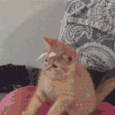 avatar I still exist.