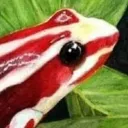 TheFlowerDerg avatar