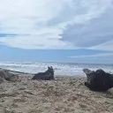 aikonnaisance