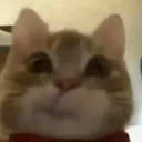 f0xhan