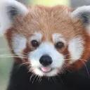 pandaspanda