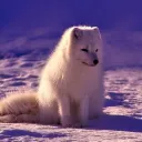 wizzywusky