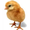 rodrigoxd12345 avatar