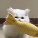 whitecat_socute