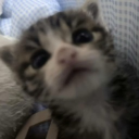 avatar 𝔤𝔥𝔬𝔰𝔱