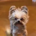 capybaradechocolate avatar