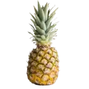 nnman2491