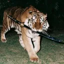 artemis.gif