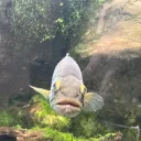 wise_fish. avatar