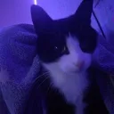jalbuz