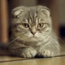 emodudu