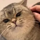 pecoka.