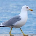 pajo_galeb avatar