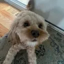 meadownf