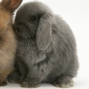 avatar ⃟⃟⃟⃟⃟⃟