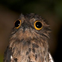 avatar father_of_cattos