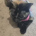 emilyluvzzu