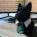 Аватар daniilgysas