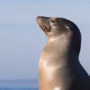 .flexingseal