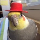 ibbivibesyt
