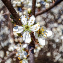 avatar 🌸𝓙𝓾𝓼𝓽𝓲𝓷𝓪𝓕𝓻𝓸𝔃𝓮𝓷❄