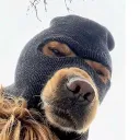 mrdoge1 avatar