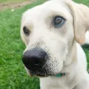 dogih0o
