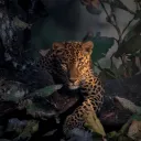 king_indrajeet