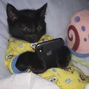 bitolimala