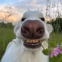 iseafish avatar