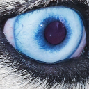 Wolfspark