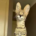 therealestibbyreal